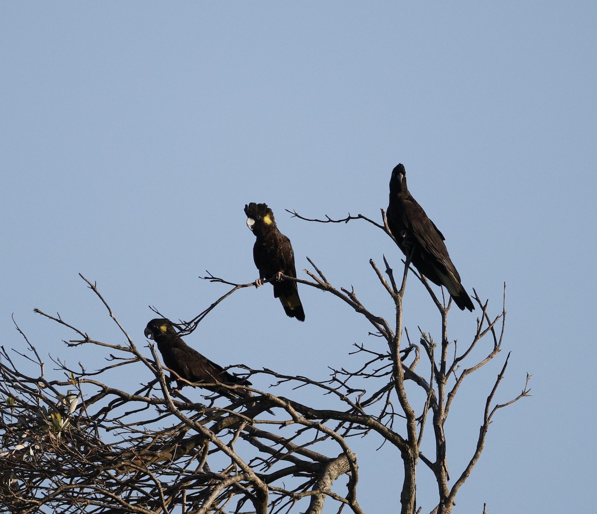 Yellow-tailed Black-Cockatoo - ML646439664