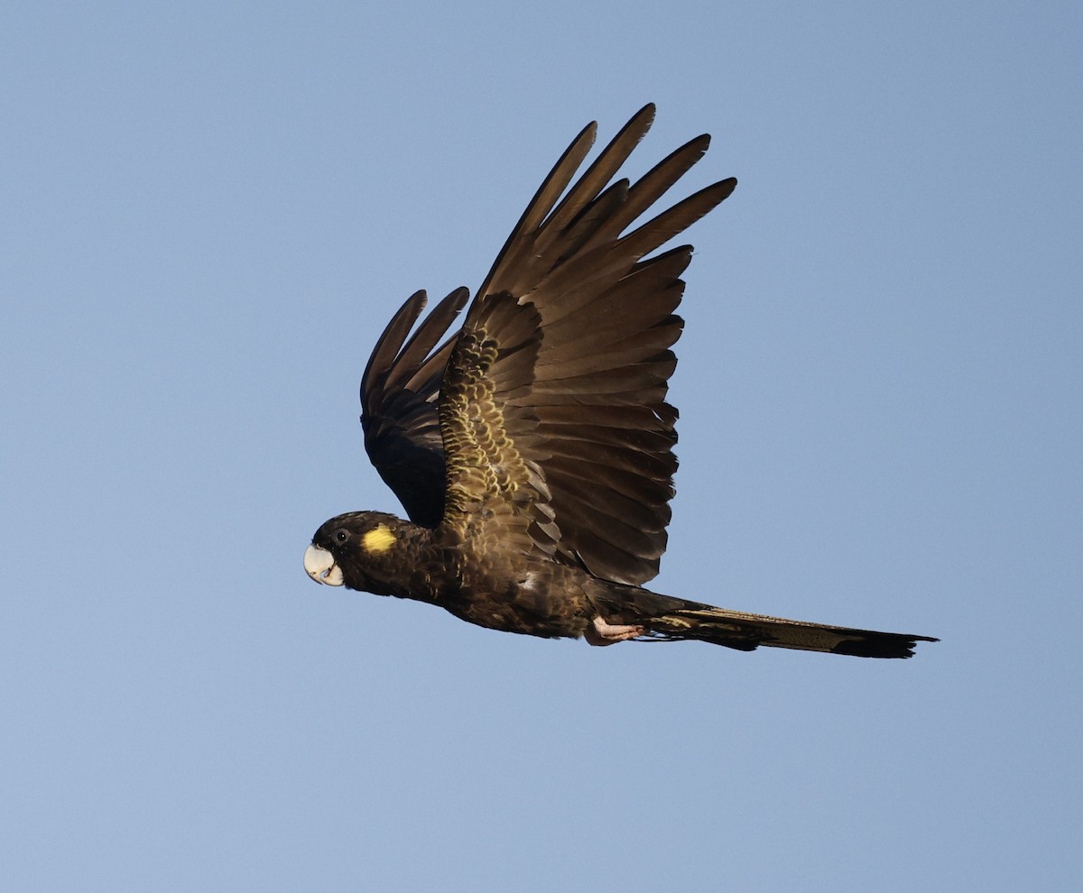 Yellow-tailed Black-Cockatoo - ML646439665