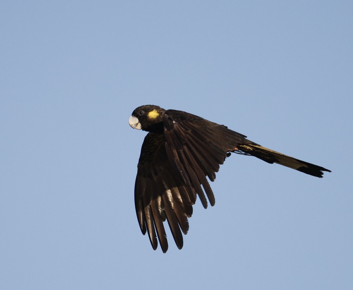 Yellow-tailed Black-Cockatoo - ML646439666