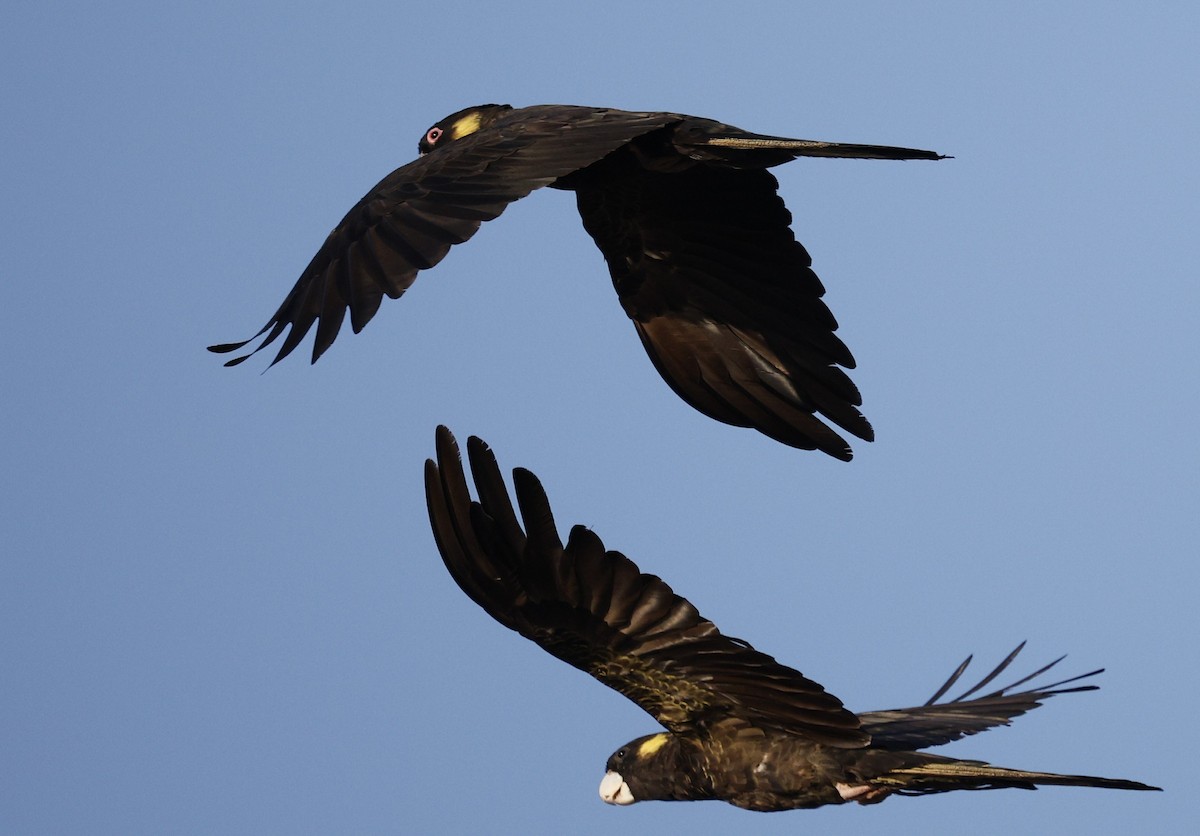 Yellow-tailed Black-Cockatoo - ML646439667