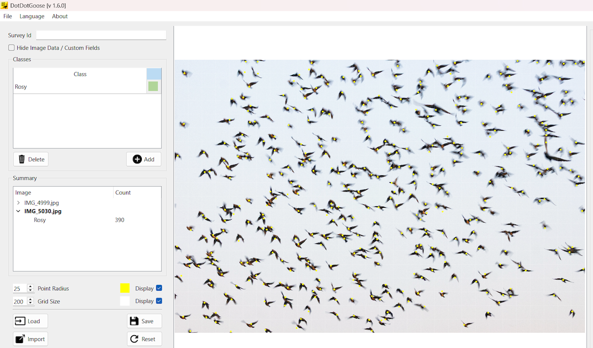 špaček růžový - ML646439669