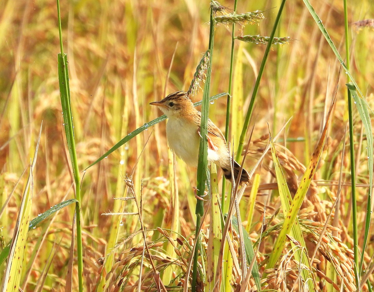 cistovník rákosníkový - ML646439671