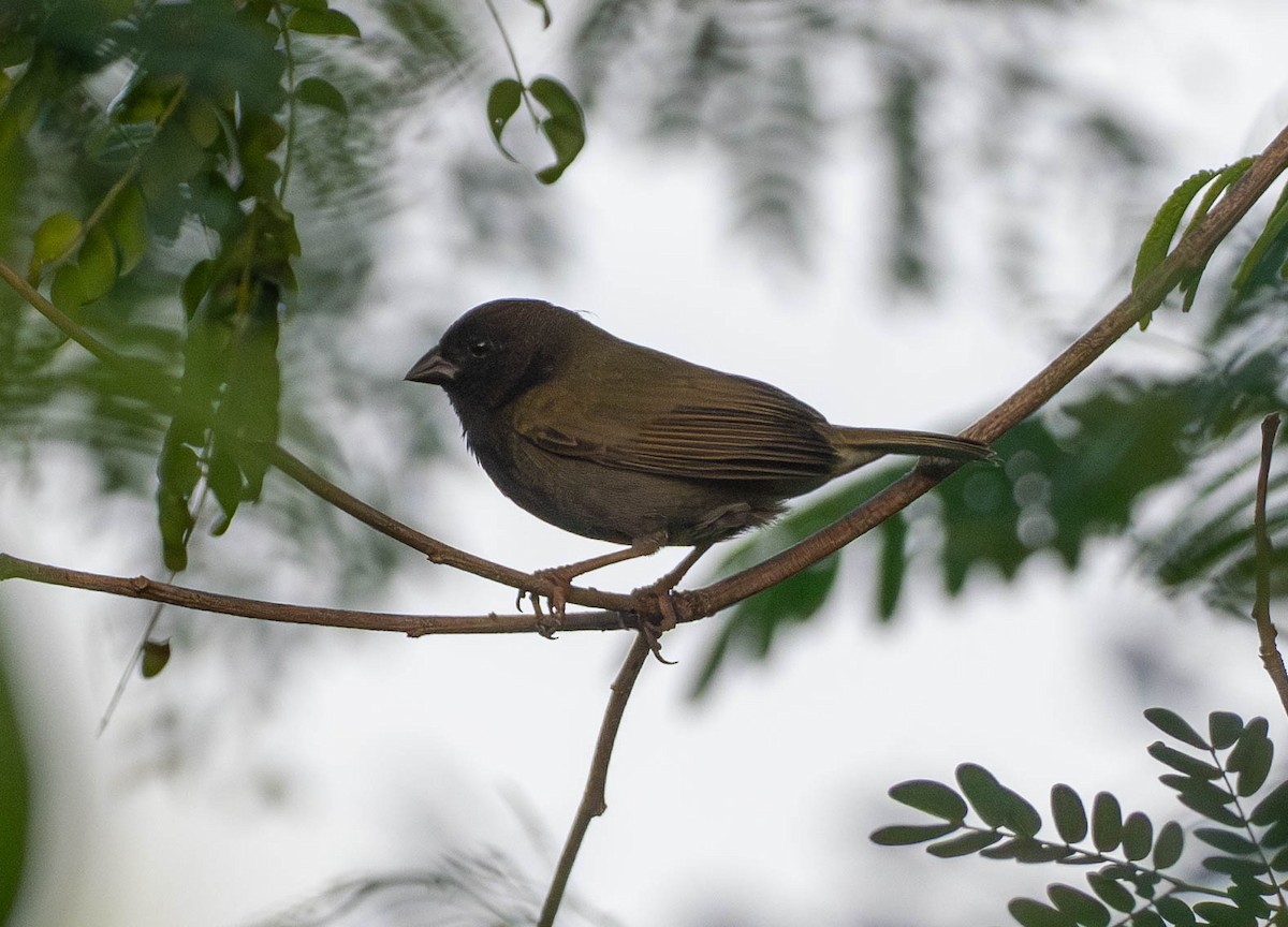 Black-faced Grassquit - ML646439672
