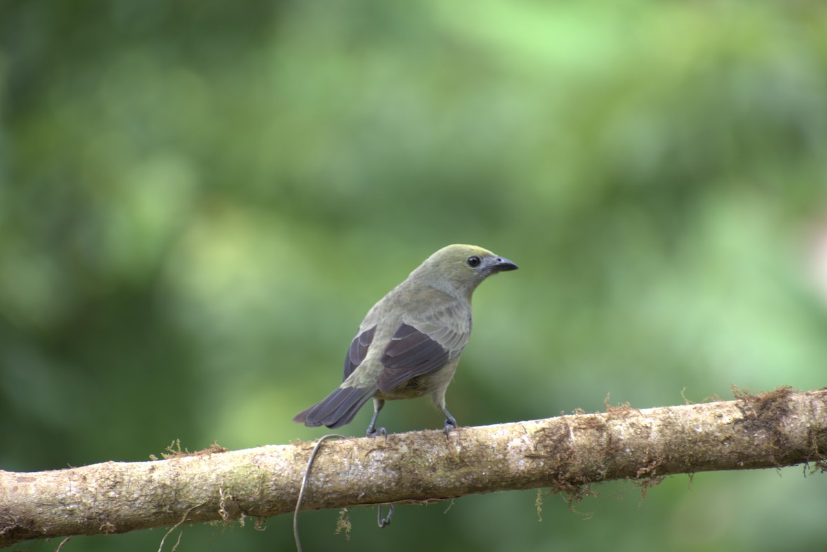 Palm Tanager - ML646439673