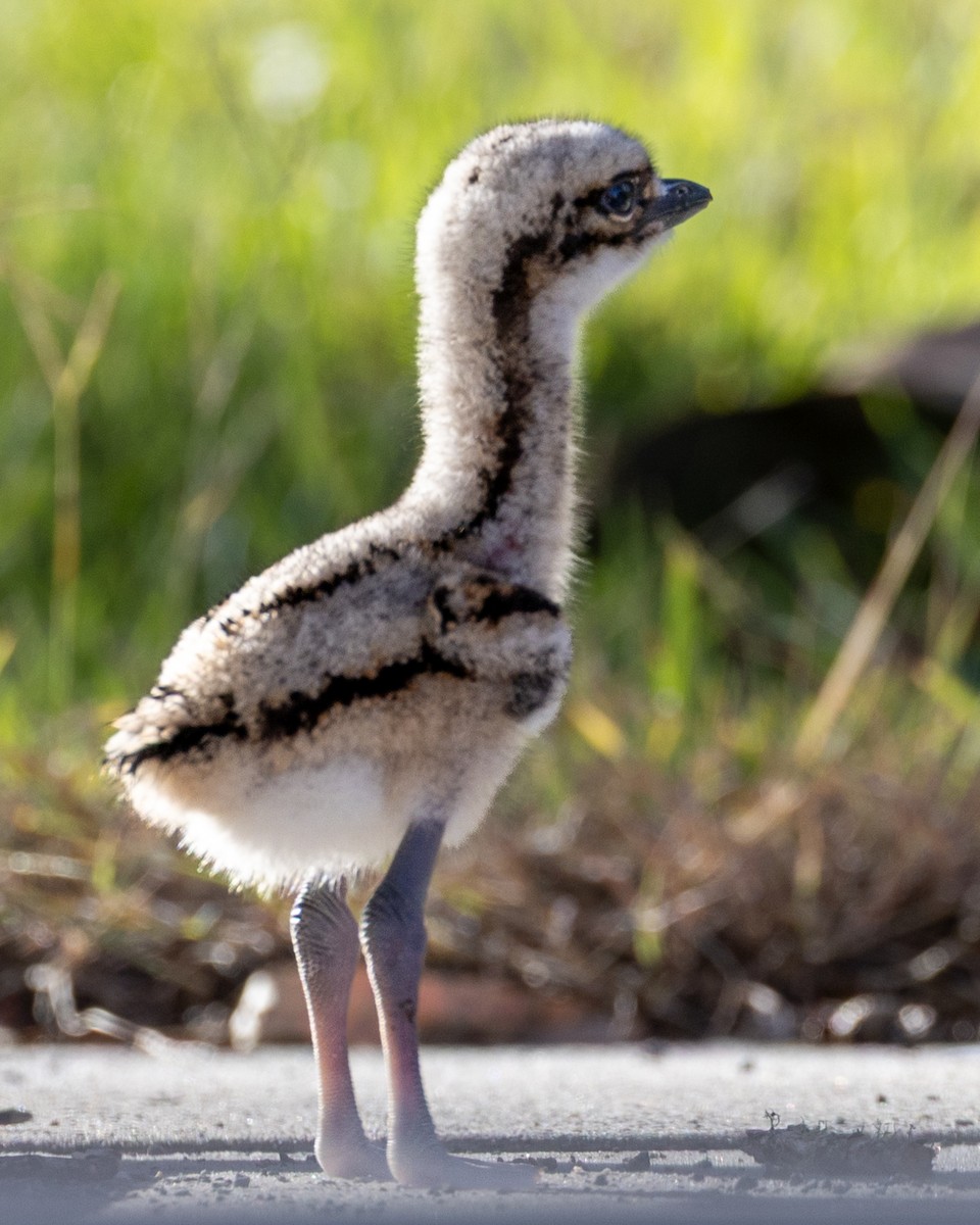 Bush Thick-knee - ML646439675