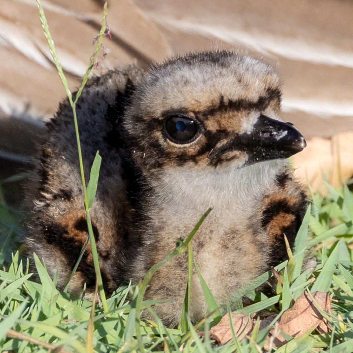 Bush Thick-knee - ML646439676