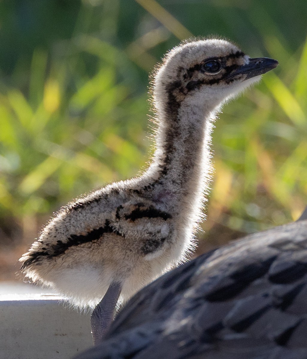 Bush Thick-knee - ML646439677