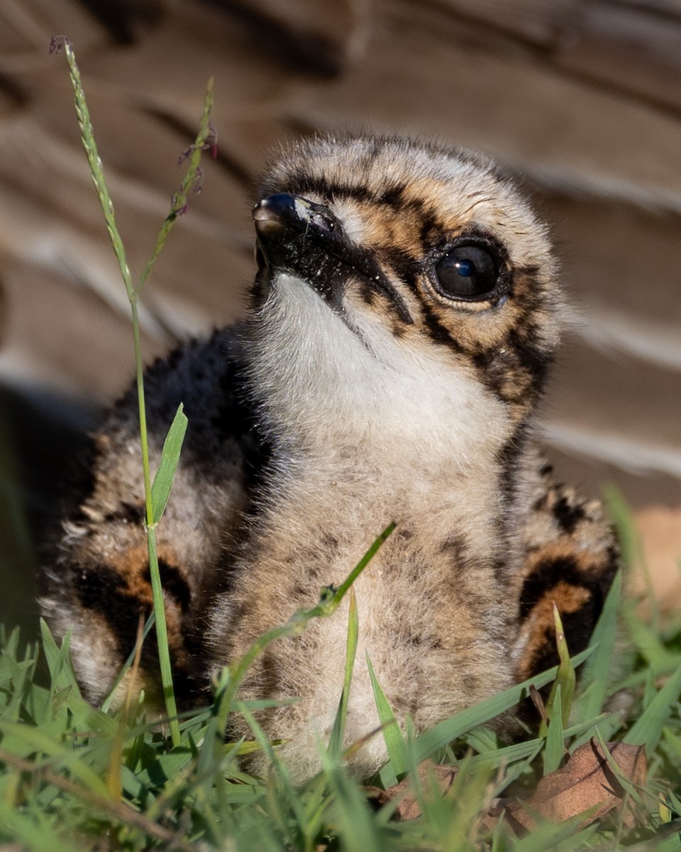 Bush Thick-knee - ML646439678