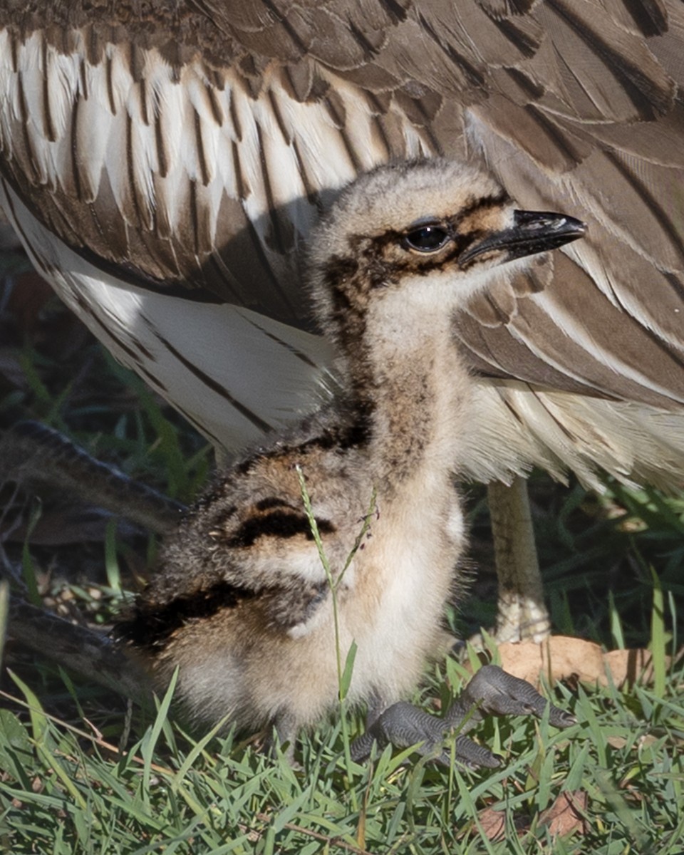Bush Thick-knee - ML646439679