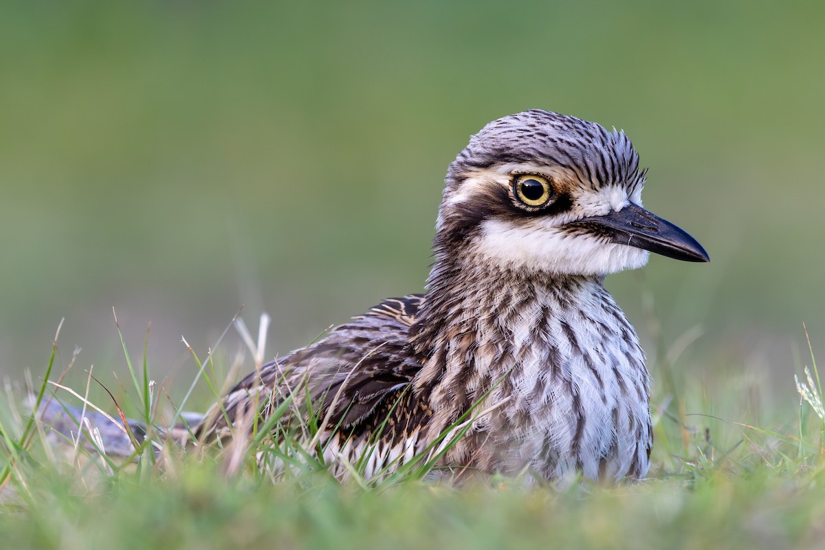 Bush Thick-knee - ML646439680