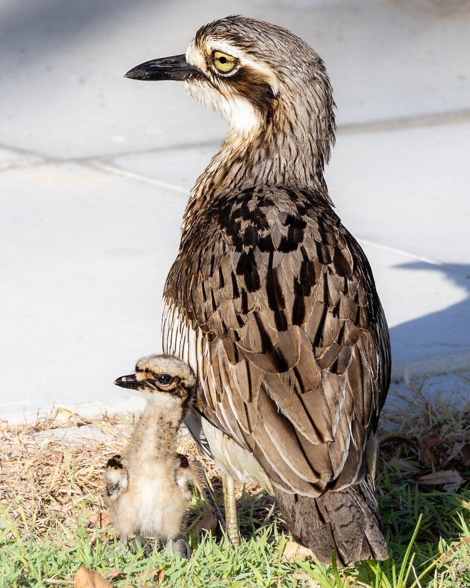 Bush Thick-knee - ML646439681