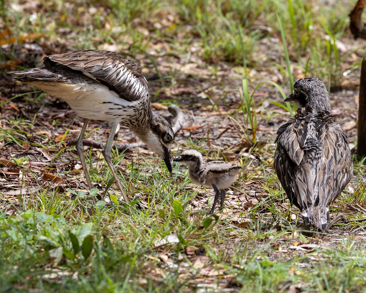 Bush Thick-knee - ML646439682