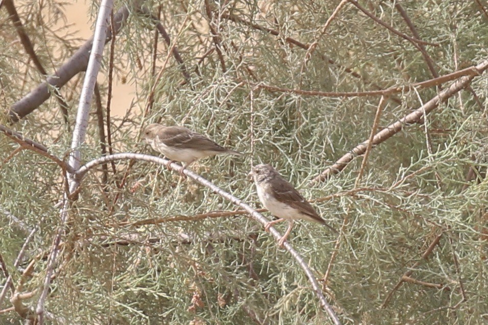 White-rumped Seedeater - ML646439689