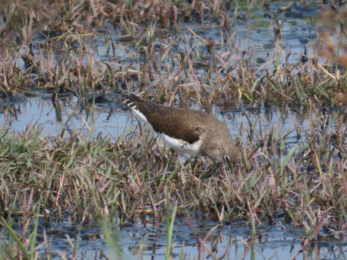 Green Sandpiper - ML646439691