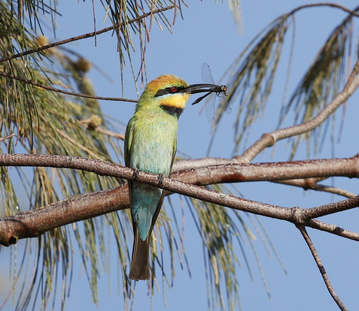Rainbow Bee-eater - ML646439693