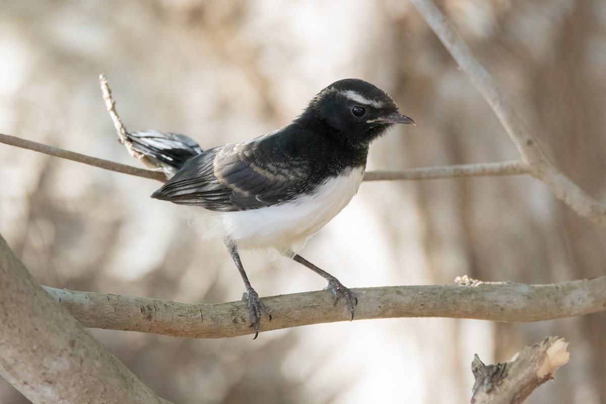 Willie-wagtail - ML646439694