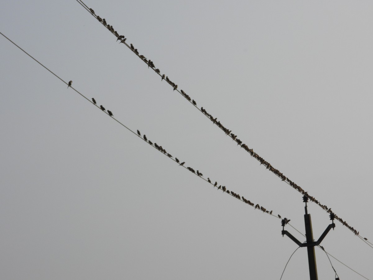 Baya Weaver - ML646439695