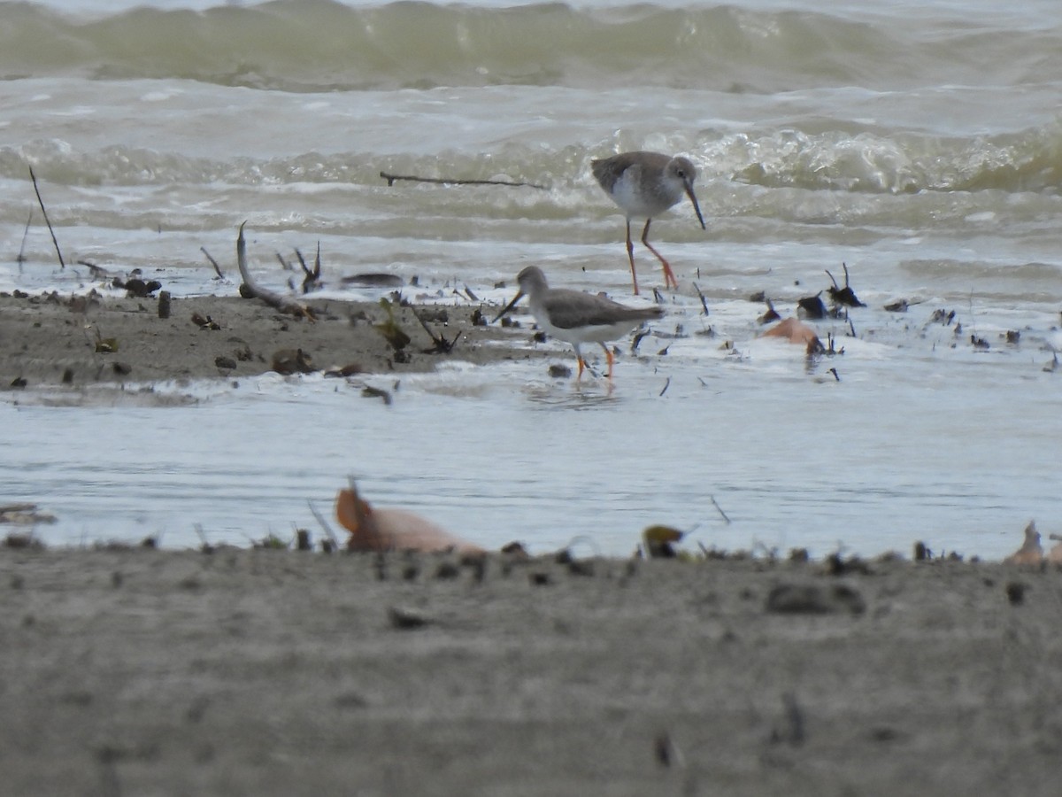 Common Redshank - ML646439701