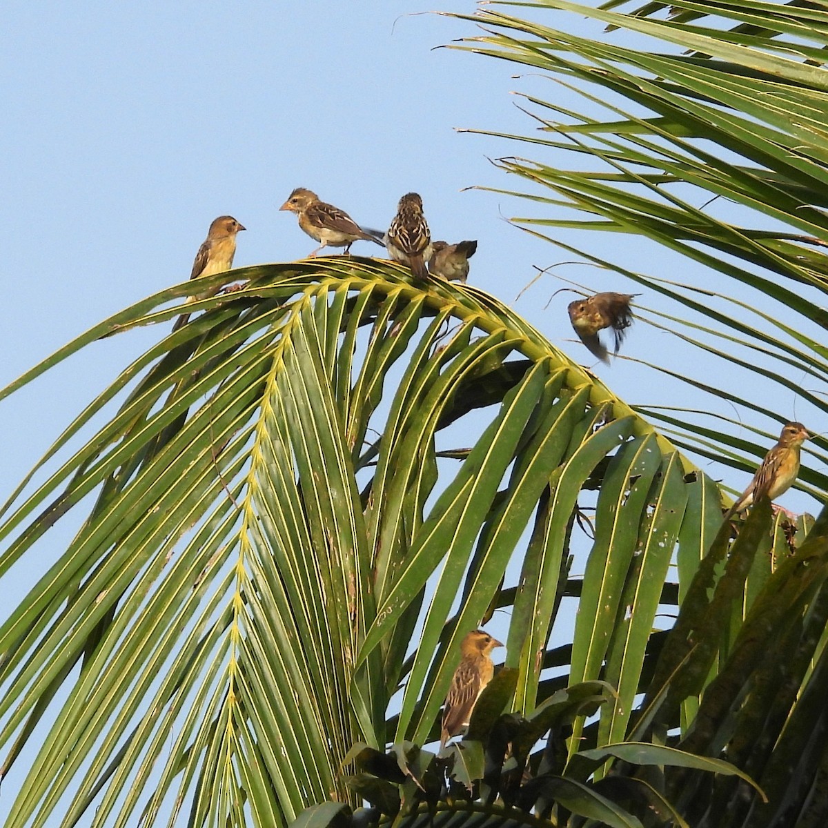 Baya Weaver - ML646439702