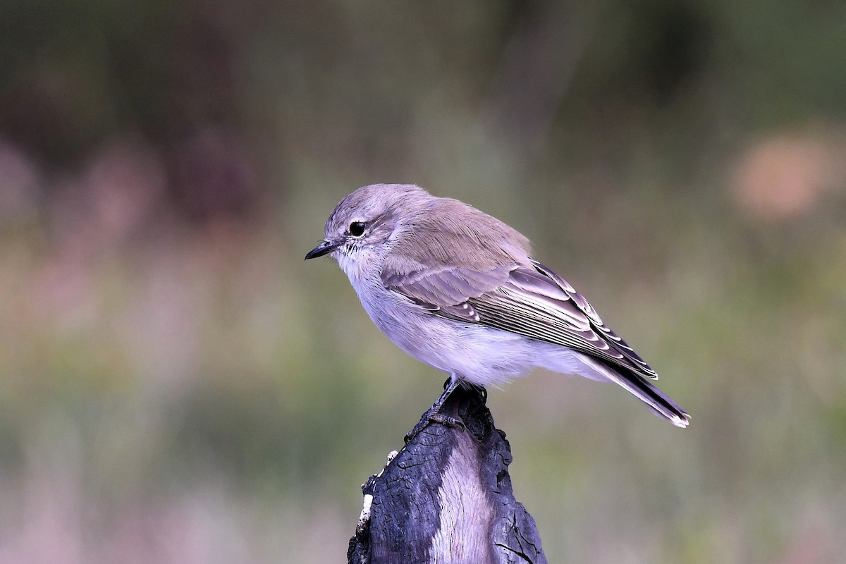 Jacky-winter - ML646439703