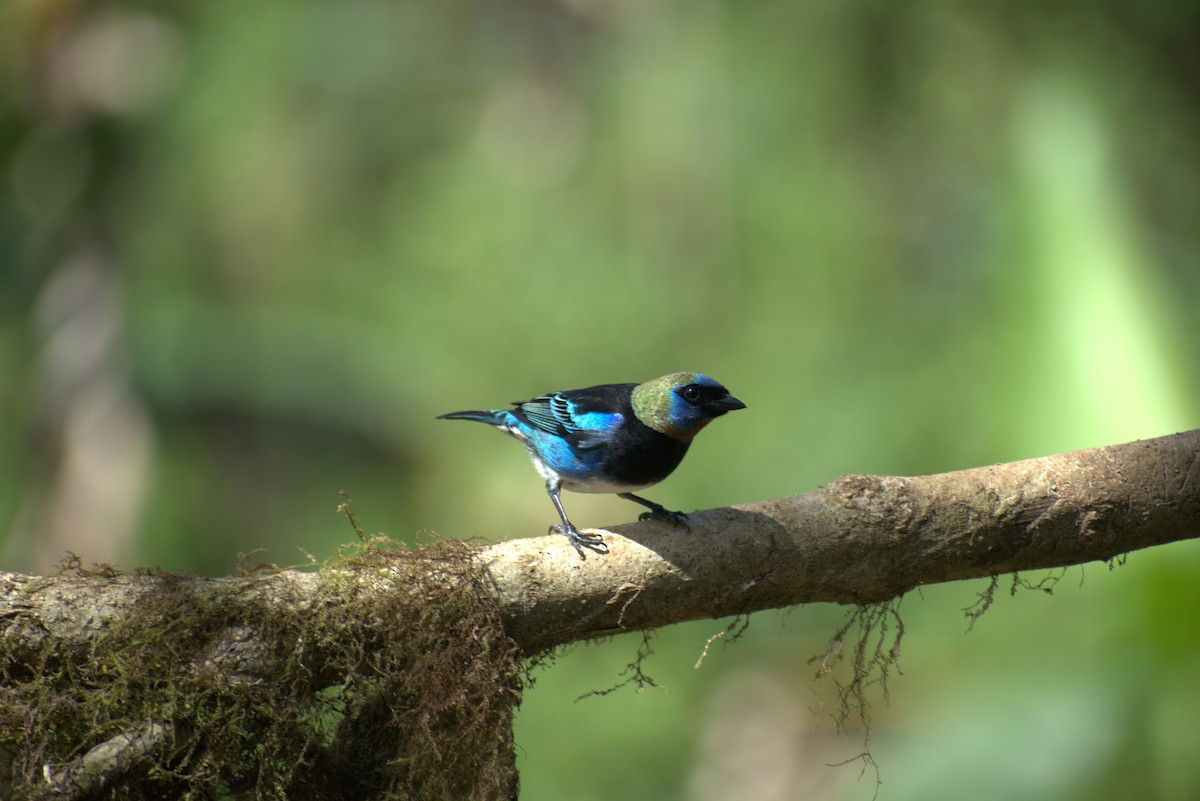 Golden-hooded Tanager - ML646439704