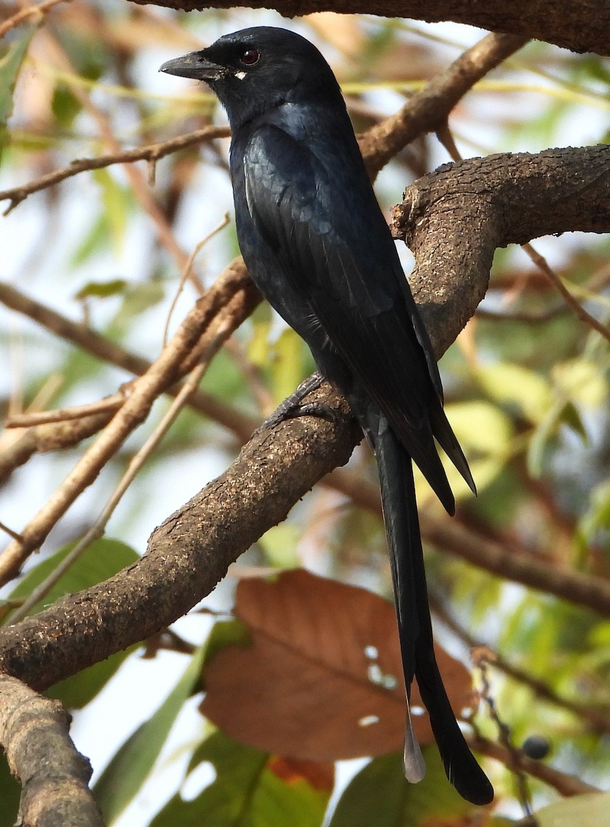 Black Drongo - ML646439705