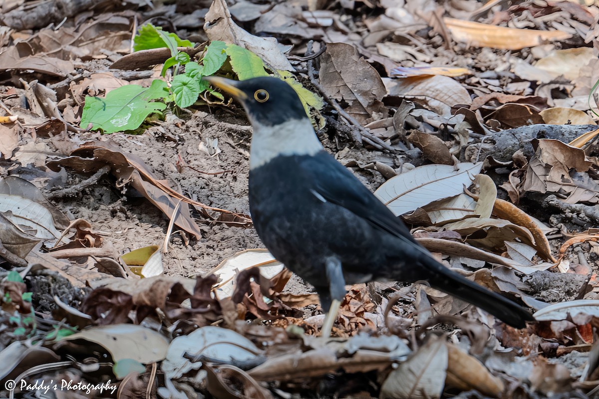 White-collared Blackbird - ML646439706