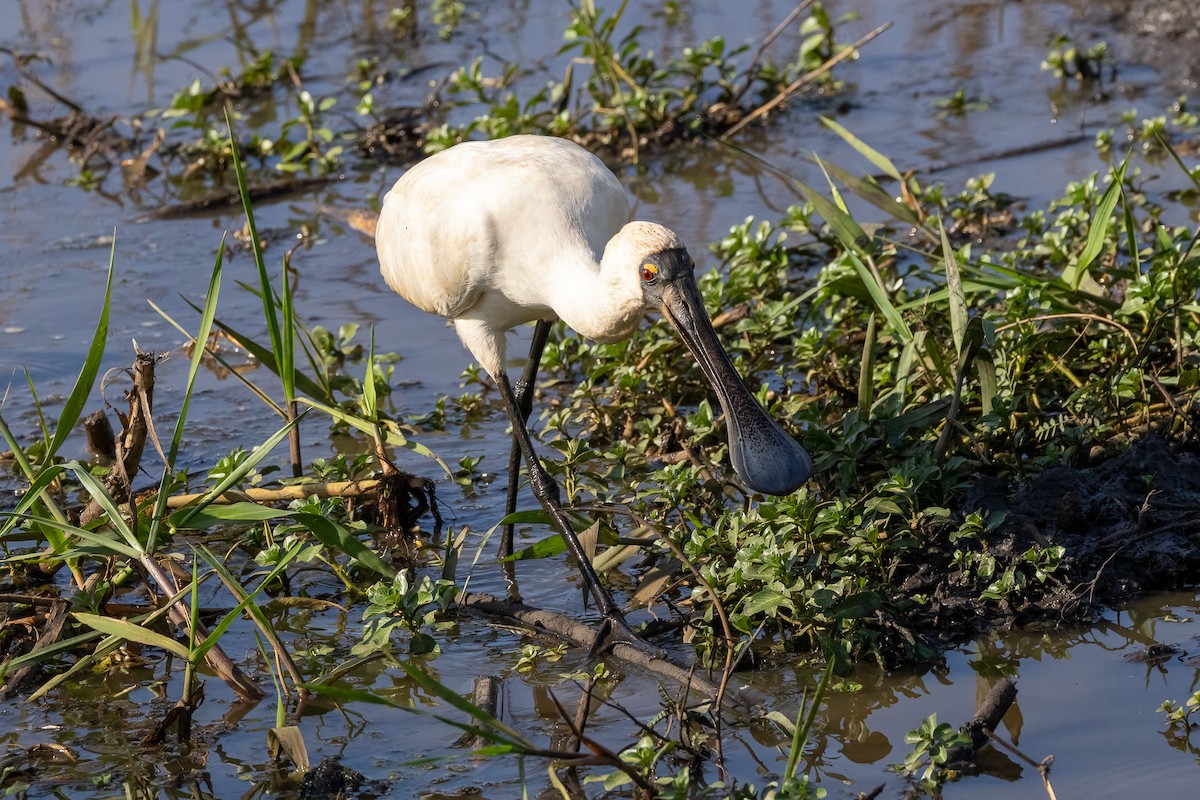 Royal Spoonbill - ML646439707