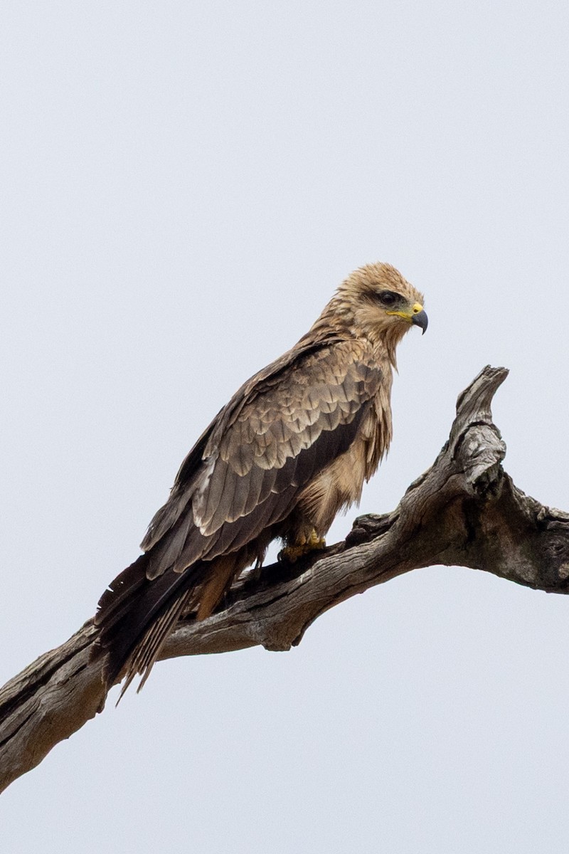 Black Kite - ML646439708