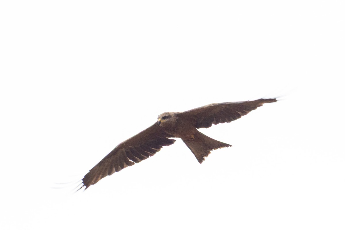 Black Kite - ML646439709