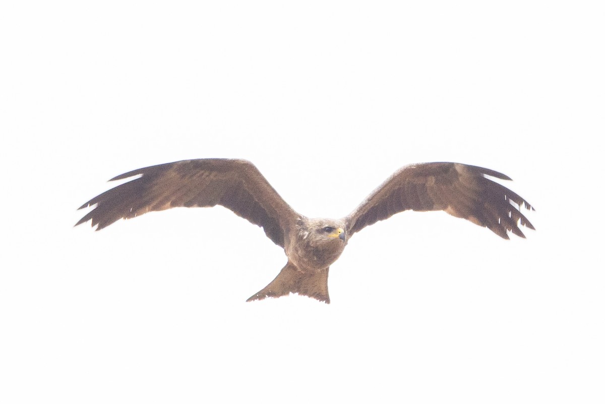 Black Kite - ML646439710