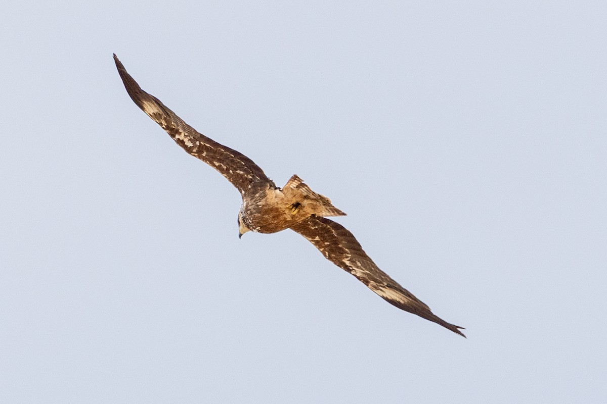 Black Kite - ML646439711