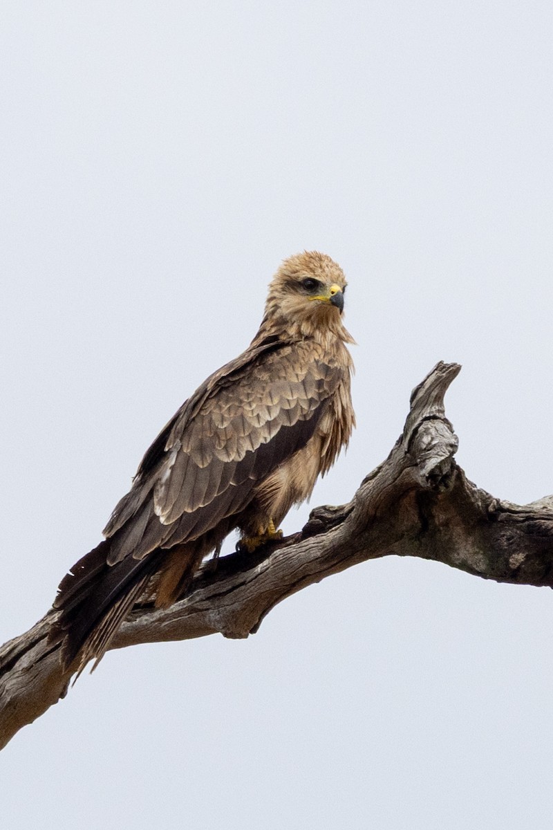 Black Kite - ML646439712