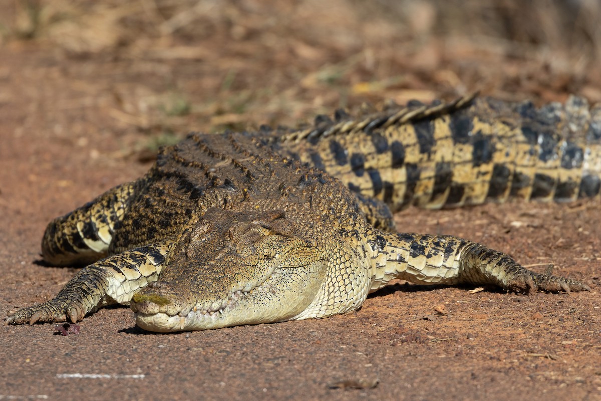 Гребнистый крокодил - ML646439713