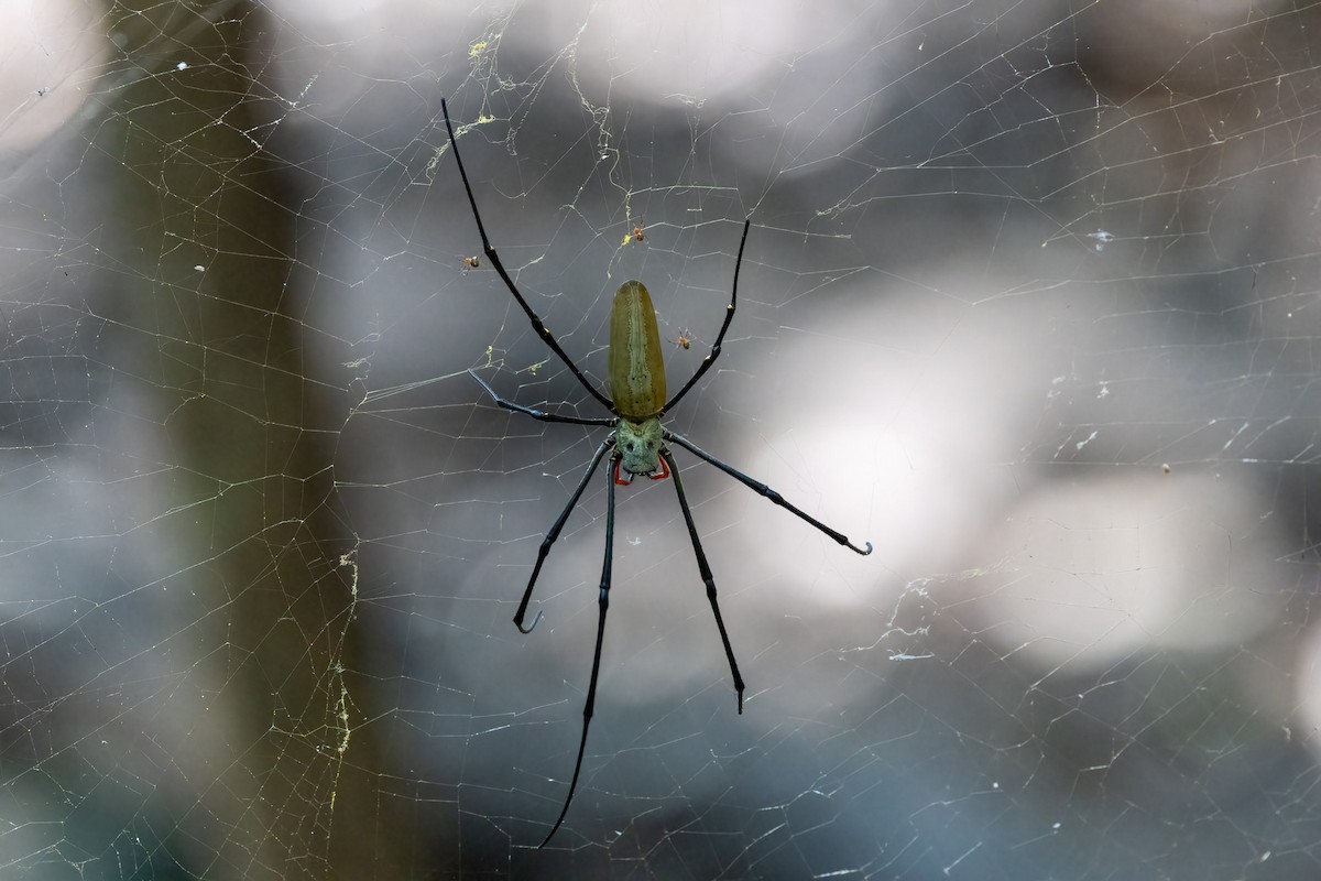 Golden Silk Orb-weavers - ML646439715