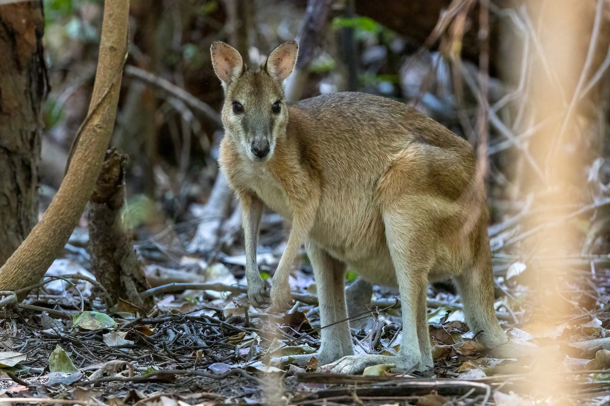 Прыткий валлаби - ML646439716