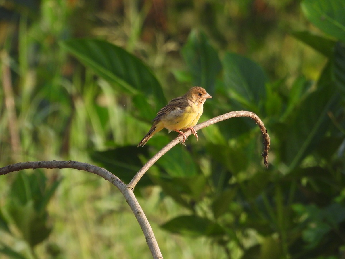 Хүрэн толгойт хөмрөг - ML646439718