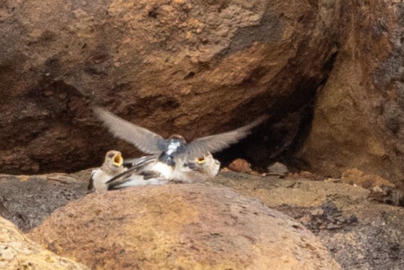 Fairy Martin - ML646439719