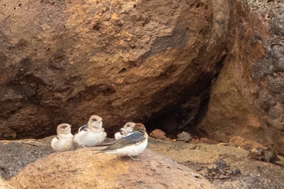 Fairy Martin - ML646439720