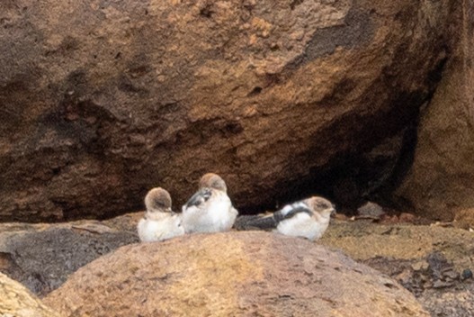 Fairy Martin - ML646439721