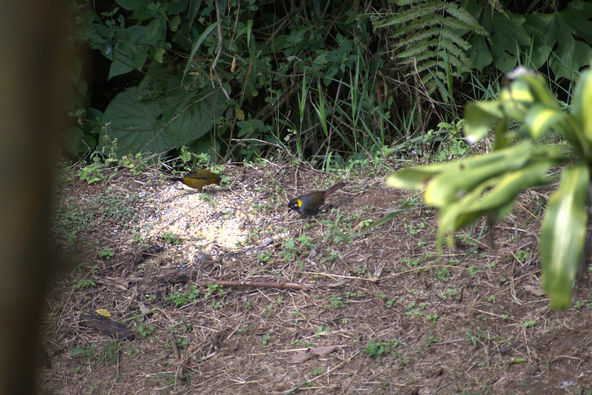 White-eared Ground-Sparrow - ML646439722