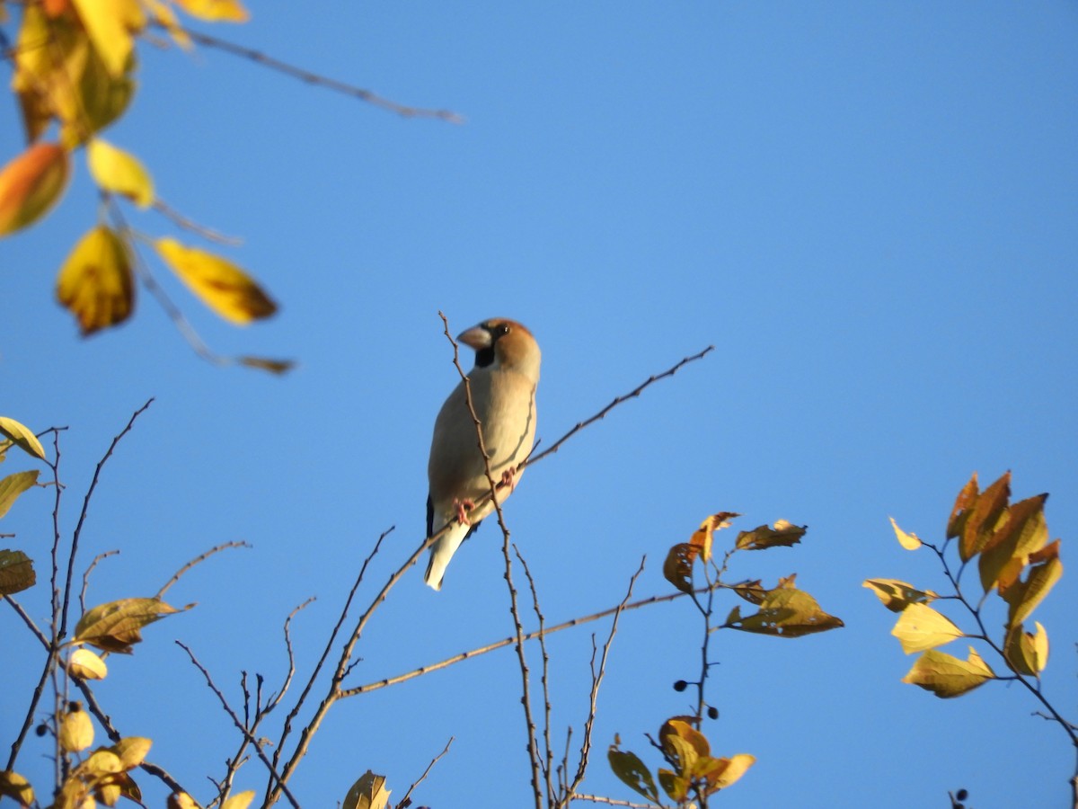 Hawfinch - ML646439723