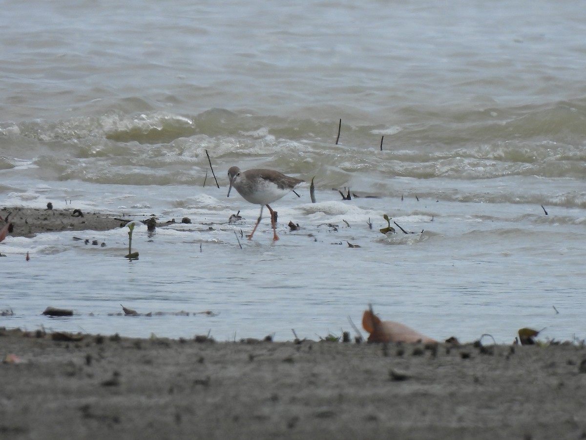 Common Redshank - ML646439724