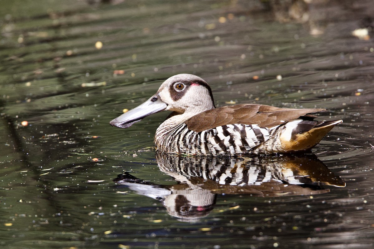 Pink-eared Duck - ML646439728