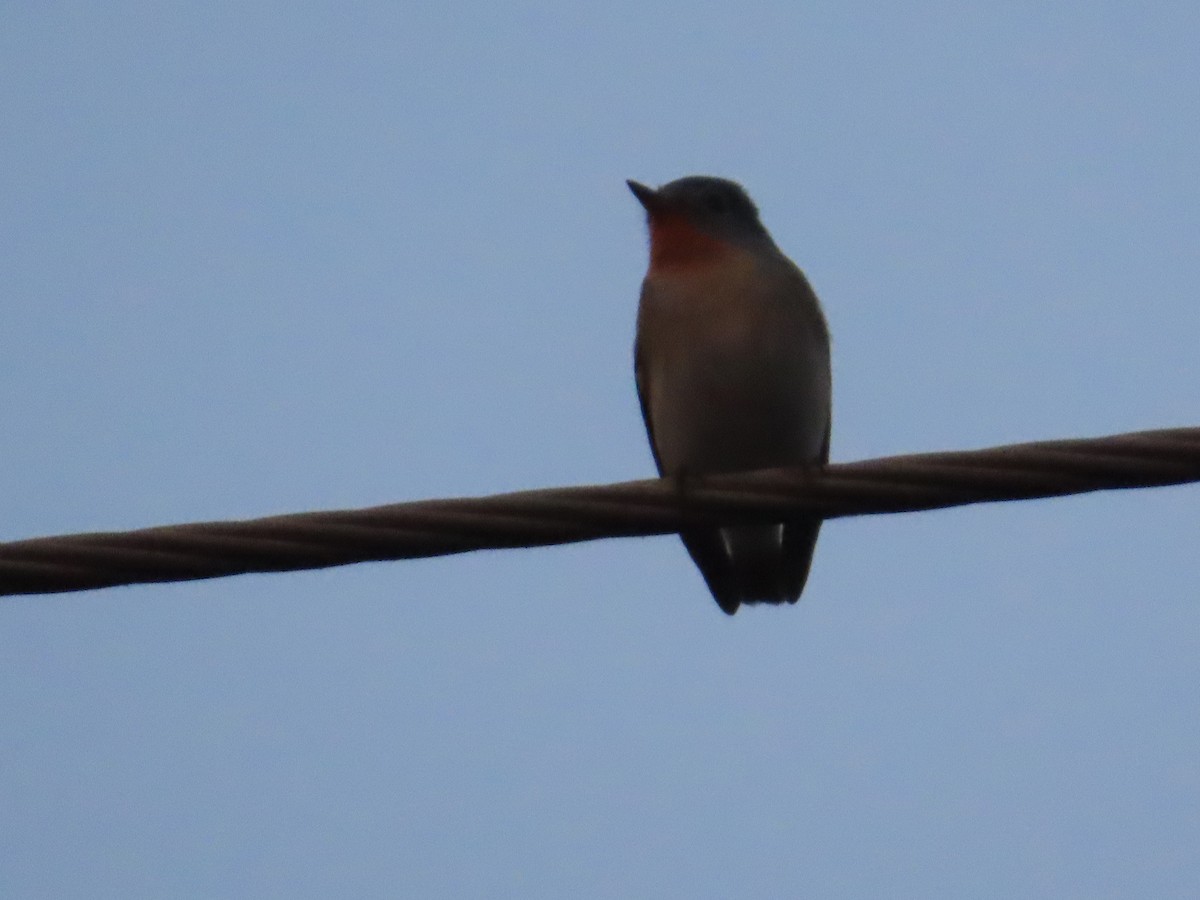 Red-breasted Flycatcher - ML646439729