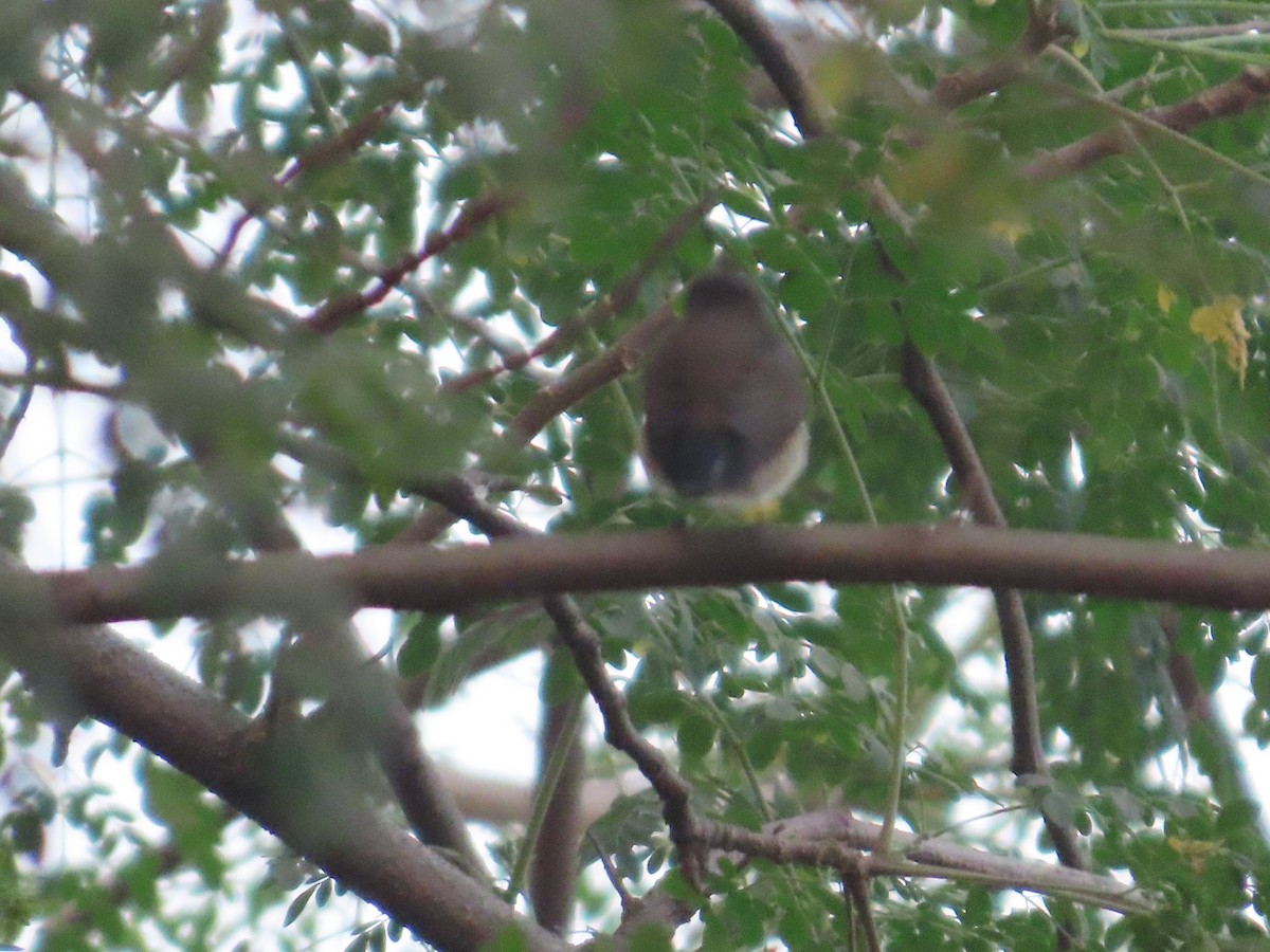 Red-breasted Flycatcher - ML646439730