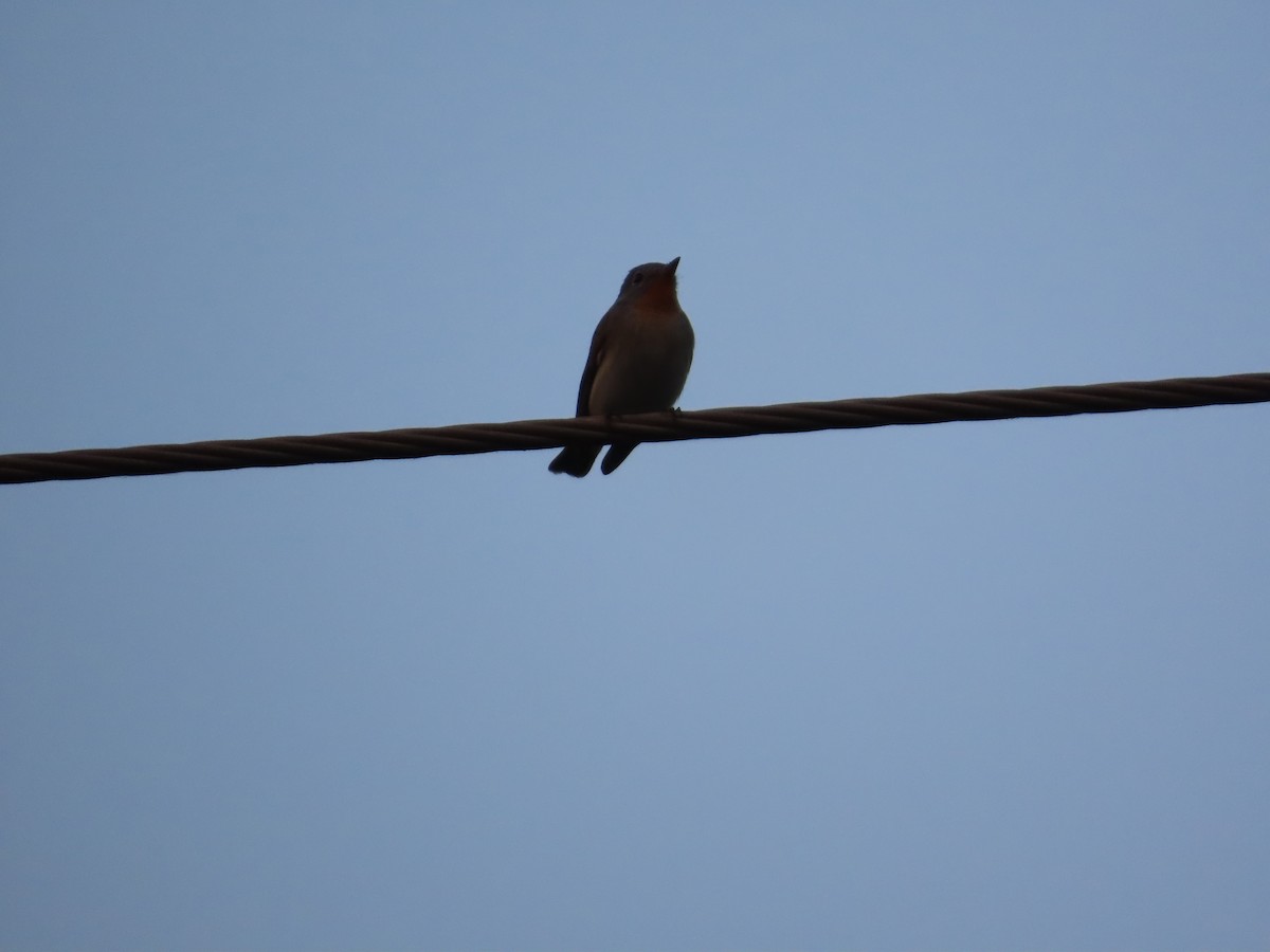 Red-breasted Flycatcher - ML646439731