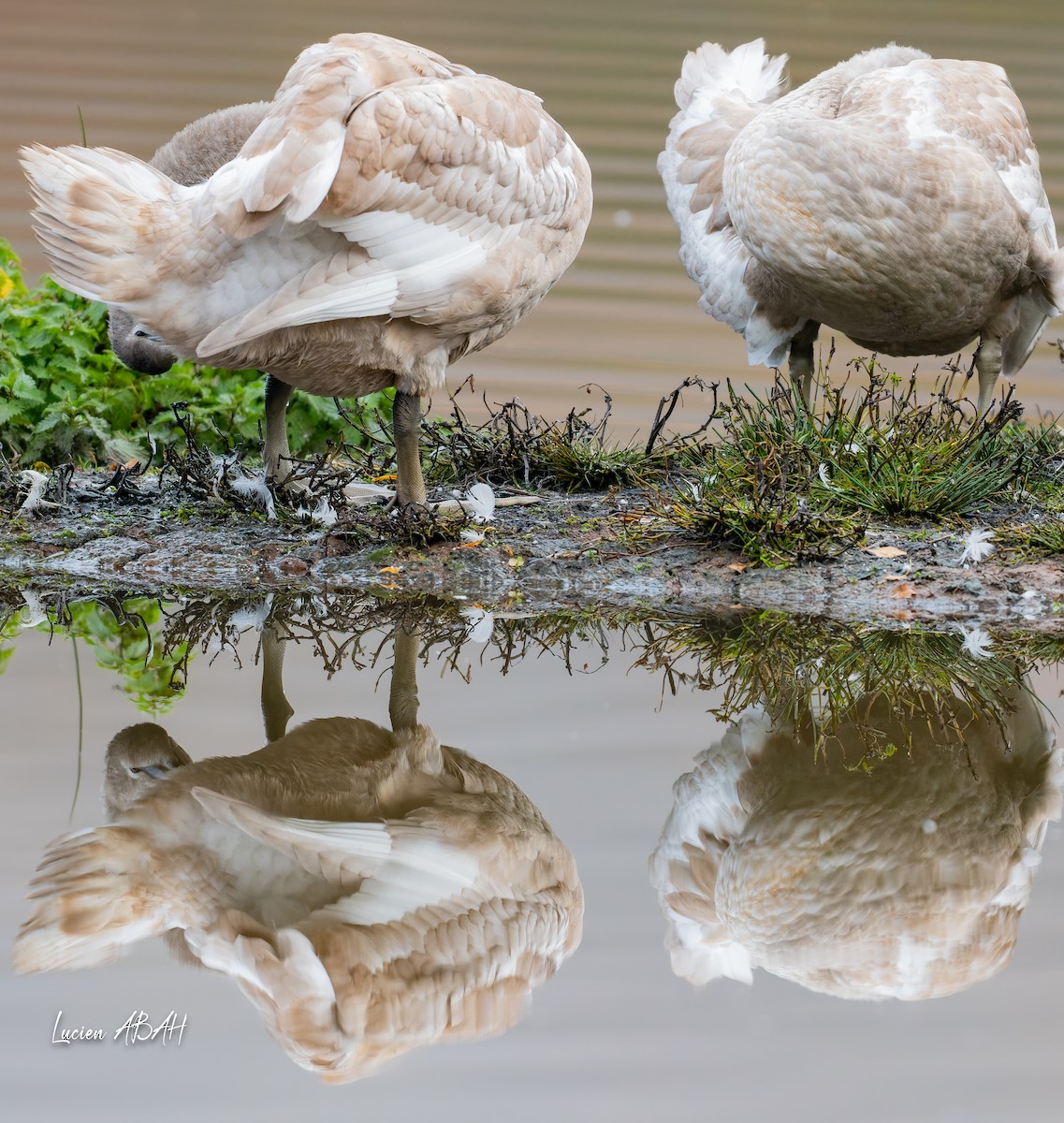 疣鼻天鵝 - ML646439732