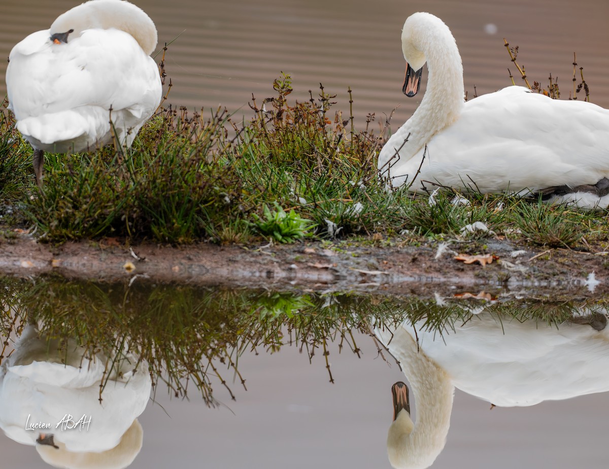 疣鼻天鵝 - ML646439733