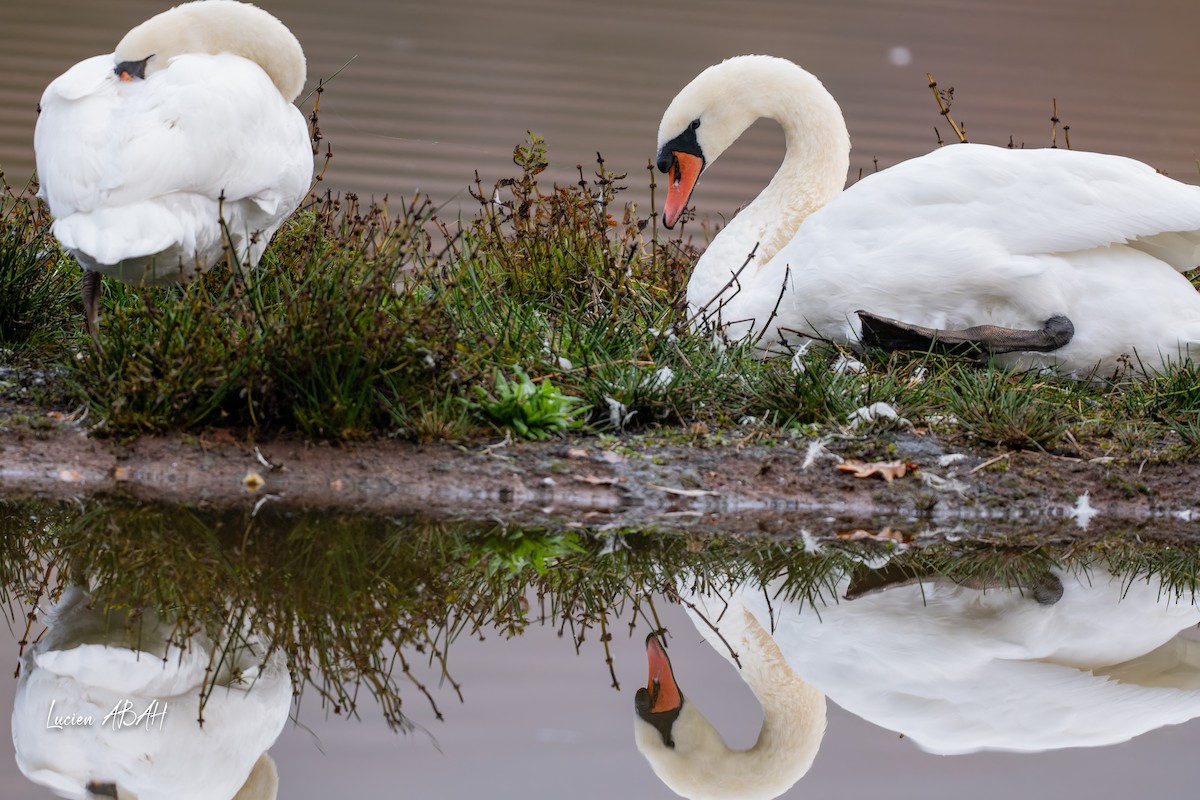Mute Swan - ML646439734
